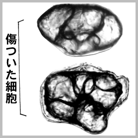 小豆餡傷ついた細胞