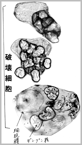 小豆餡破壊細胞