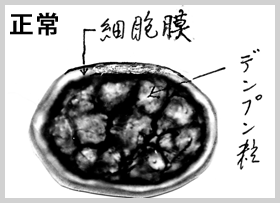 正常な細胞