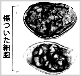 傷ついた細胞