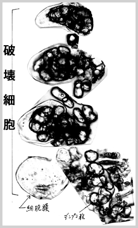 破壊細胞